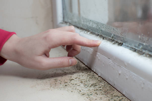 Mold Odor Removal Services in Atoka, NM