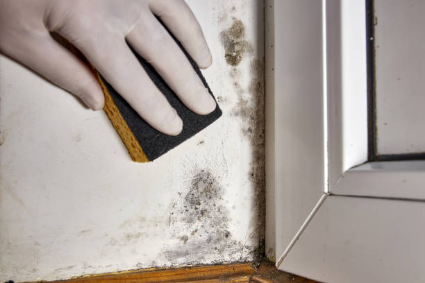 Best Mold Damage Restoration  in Atoka, NM