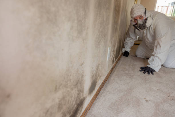 Best Black Mold Removal  in Atoka, NM